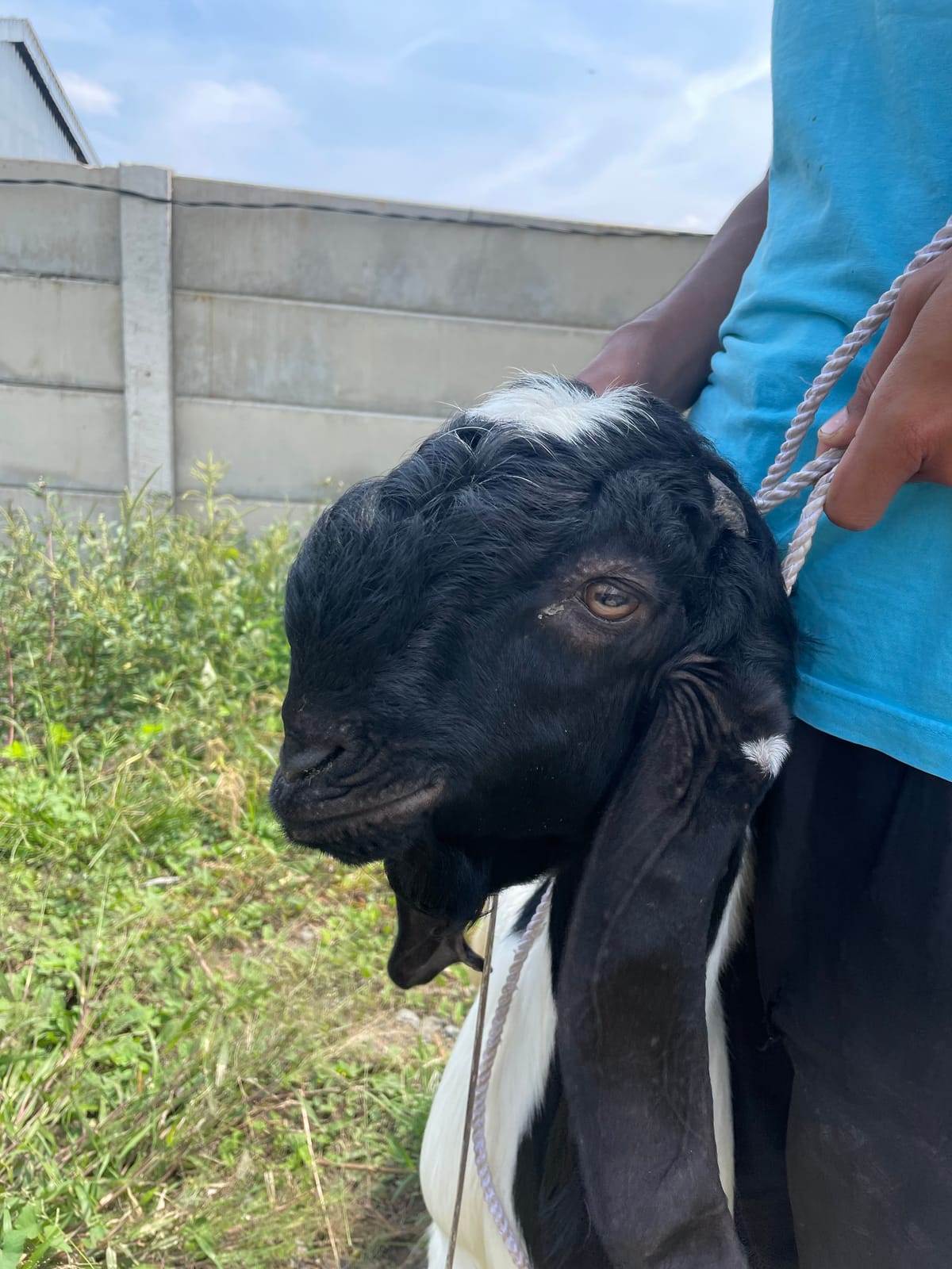 PE Putih Hitam 6
